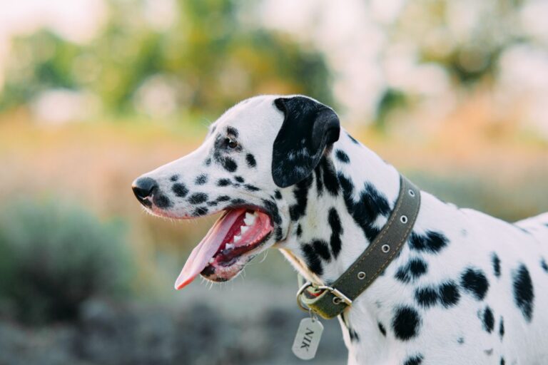 Un chien mâle avec son nom autour du cou