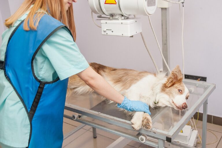 L'ostéosarcome chez le chien peut être détecté grâce aux rayons X