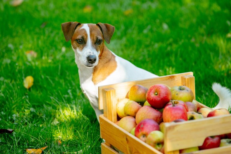 pomme pour chien