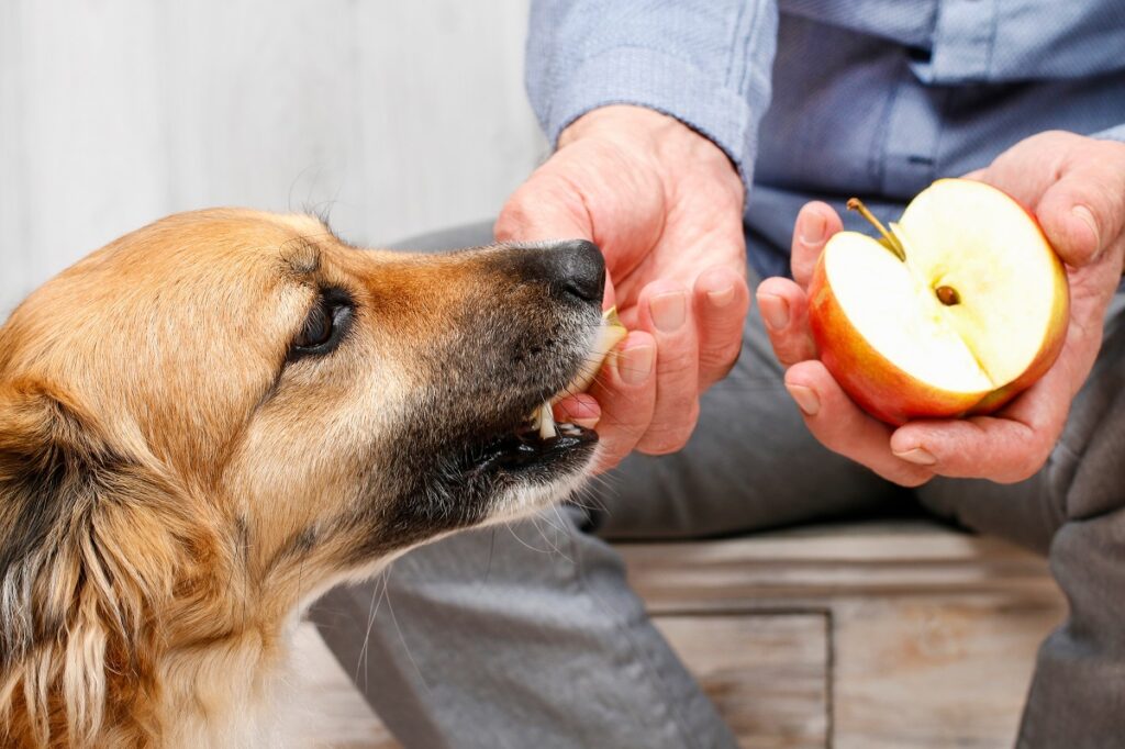 pomme donnée à un chien