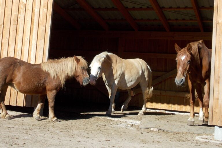 Stabulation libre de chevaux