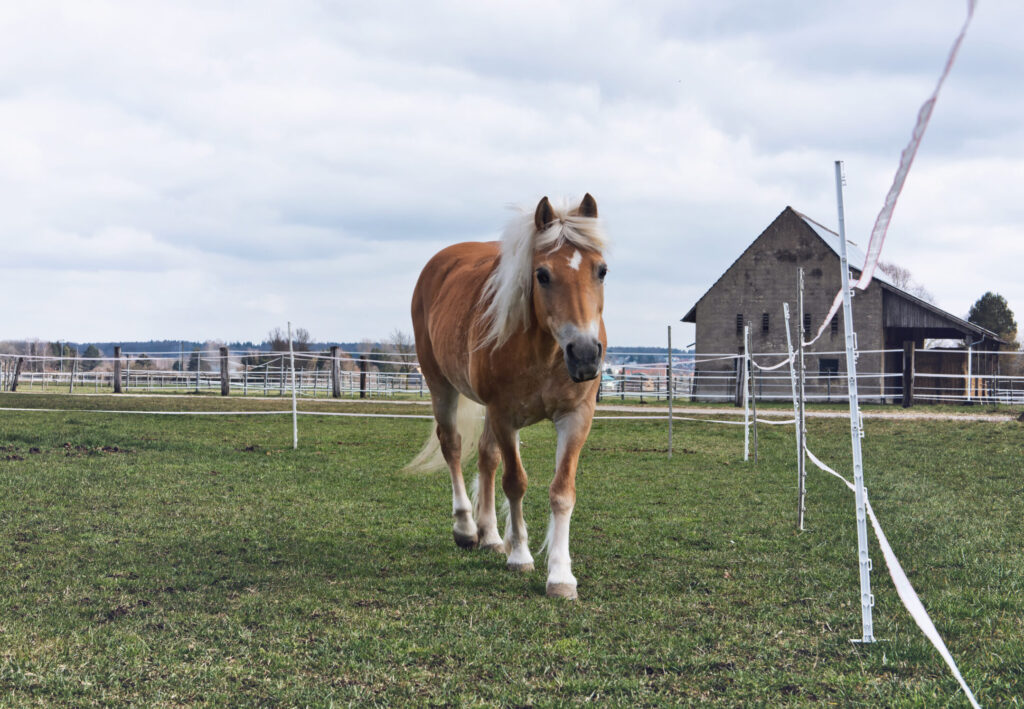 Un cheval en stabulation libre