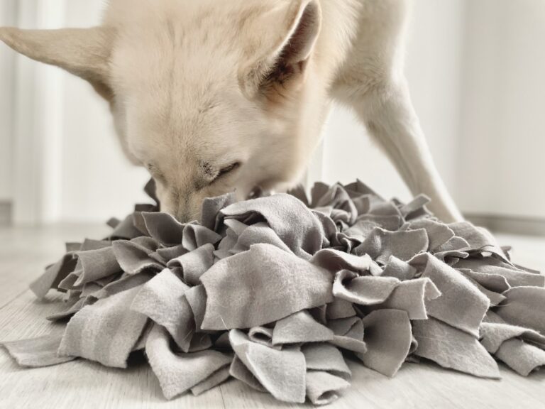 tapis de fouille pour chien