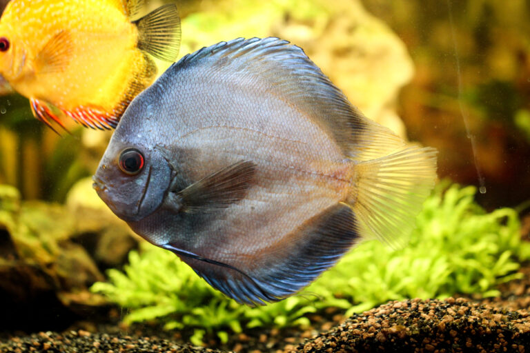 discus