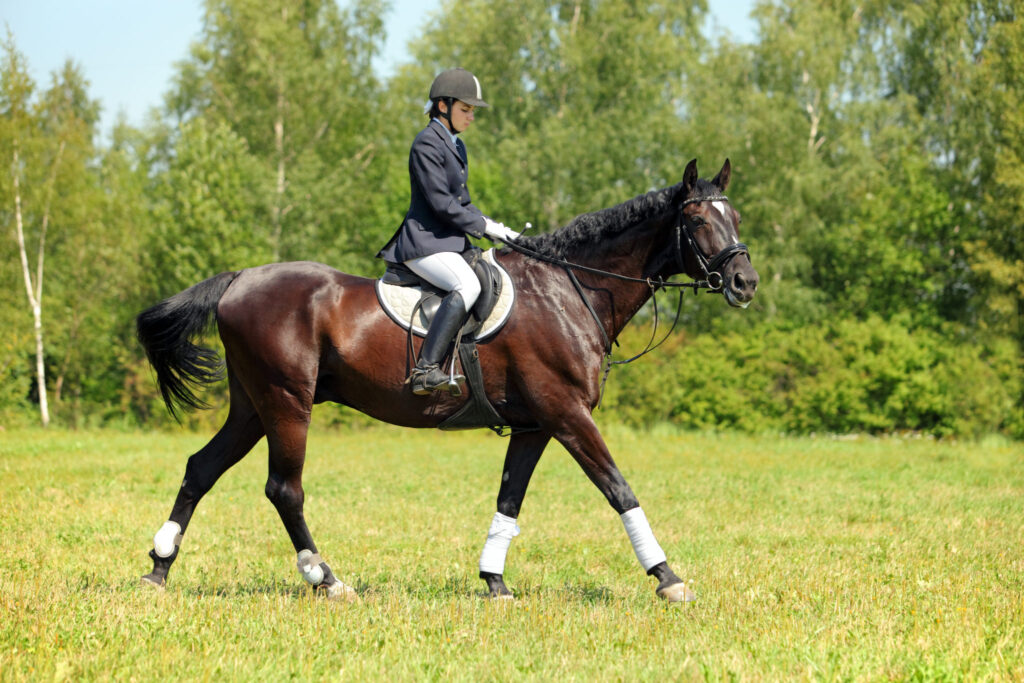 équitation anglaise