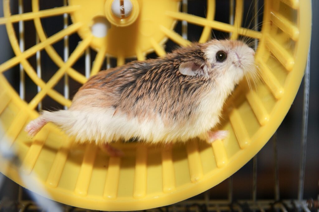 Hamster nain de Roborovski