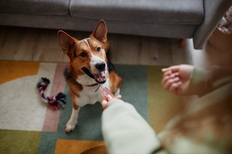 jeux intelligence chien