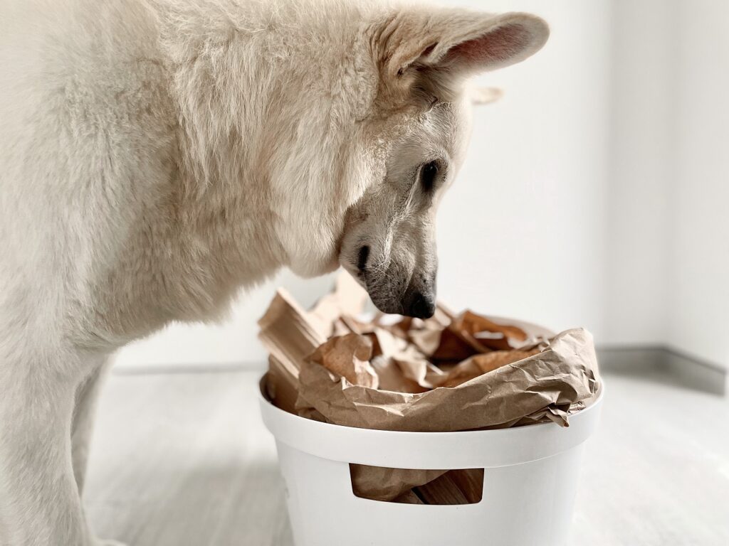 boîte à renifler chien