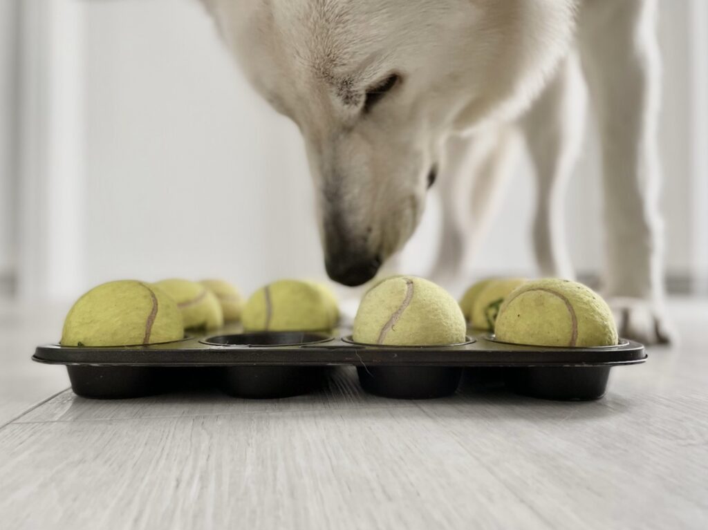 jeu d'intelligence pour chien