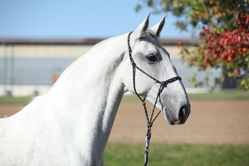 Race de cheval lipizzan