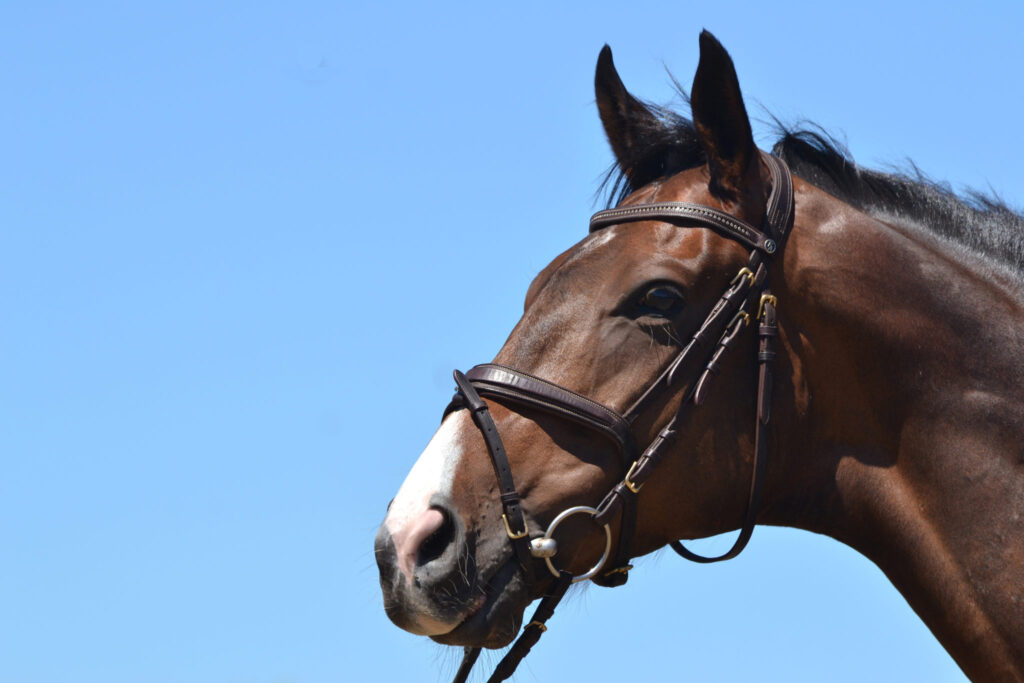 équipement indispensable pour cheval