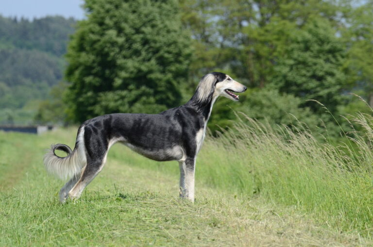 chien saluki