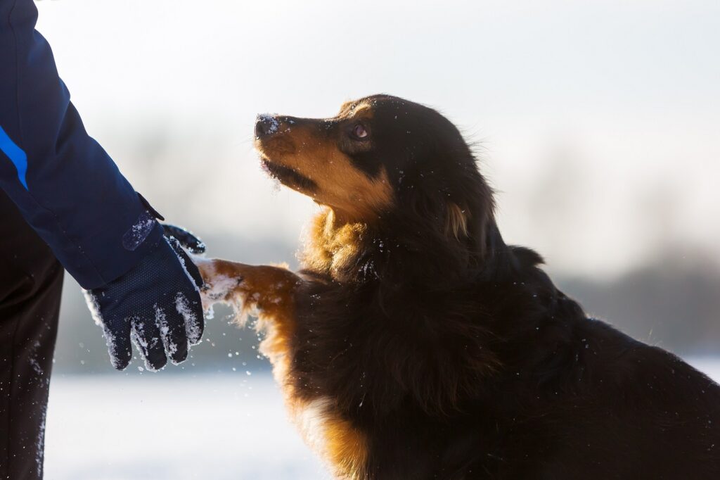 Coussinets chien