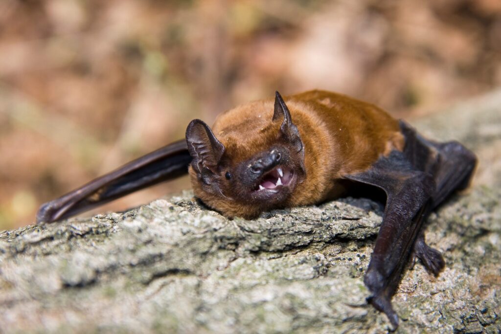 chauve-souris mammifère