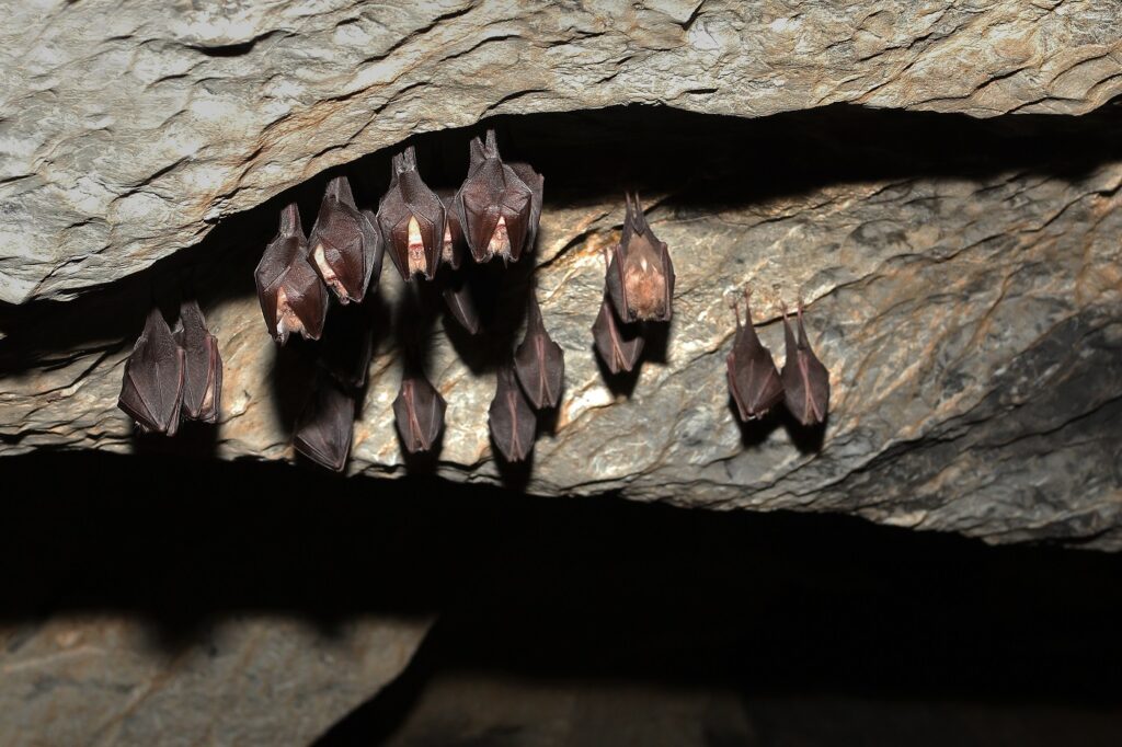 chauves souris dans une grotte