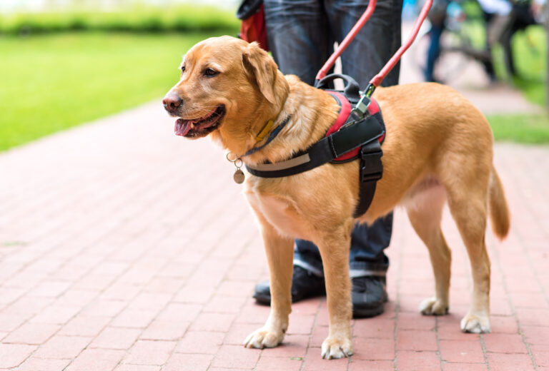 chien guide d'aveugle