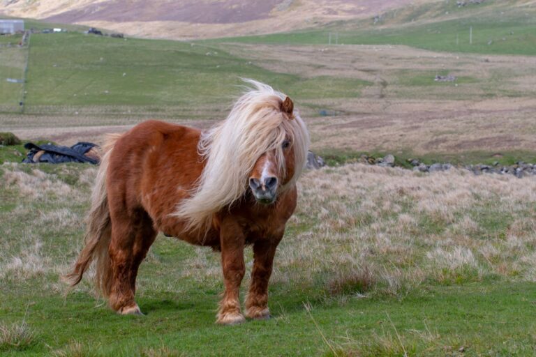 poney shetland