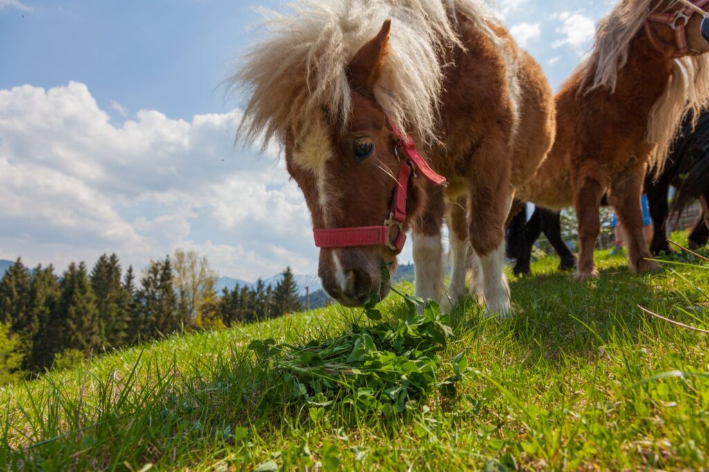 élevage poney shetland