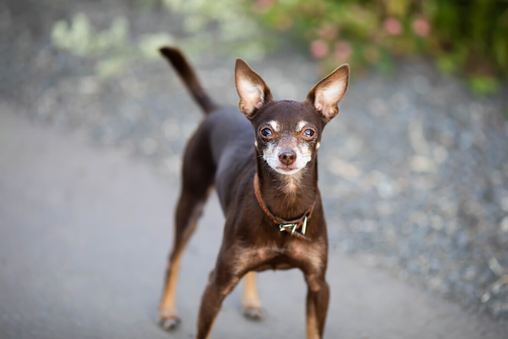 russkiy toy terrier russe