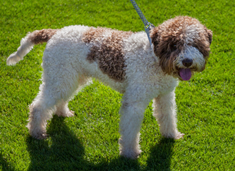 chien d'eau espagnol blanc et marron