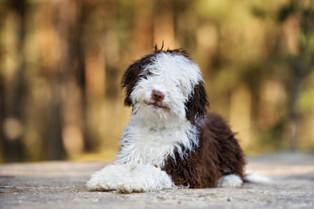 chien d'eau espagnol