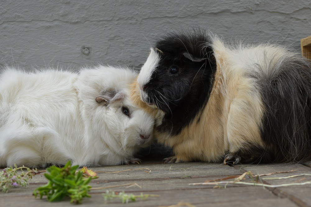 cochons d'inde rosette blanc et noir