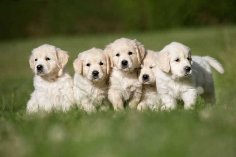 devenir éleveur de chien