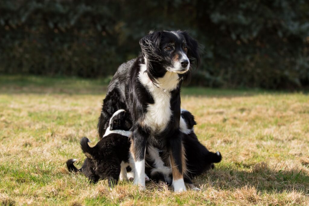 comment devenir éleveur de chien