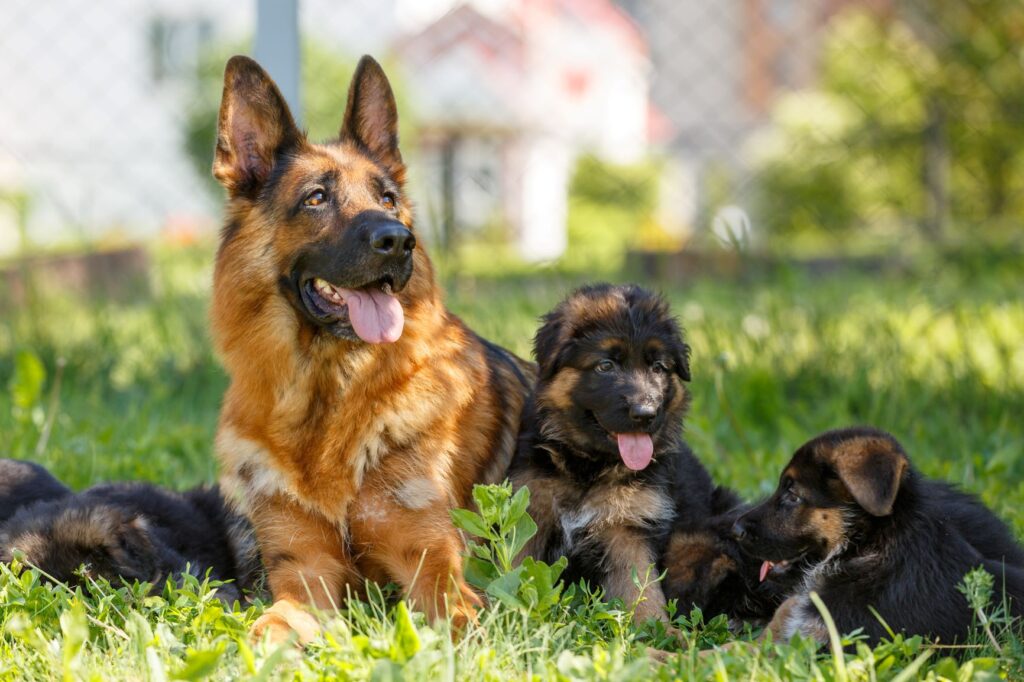 Un chien et ses chiots