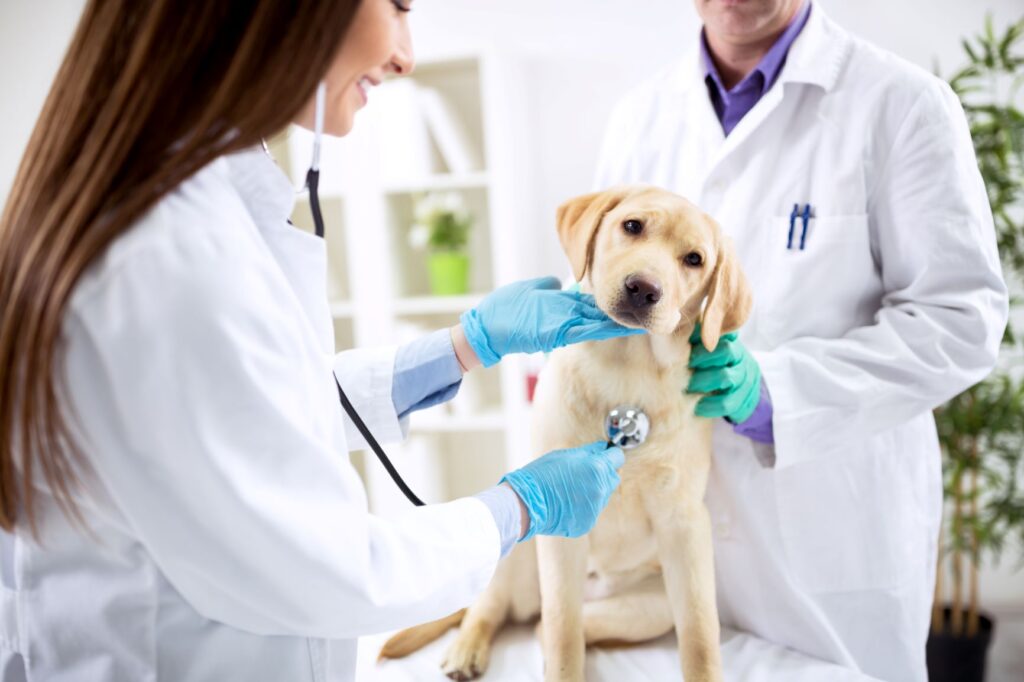 Un vétérinaire avec un chien