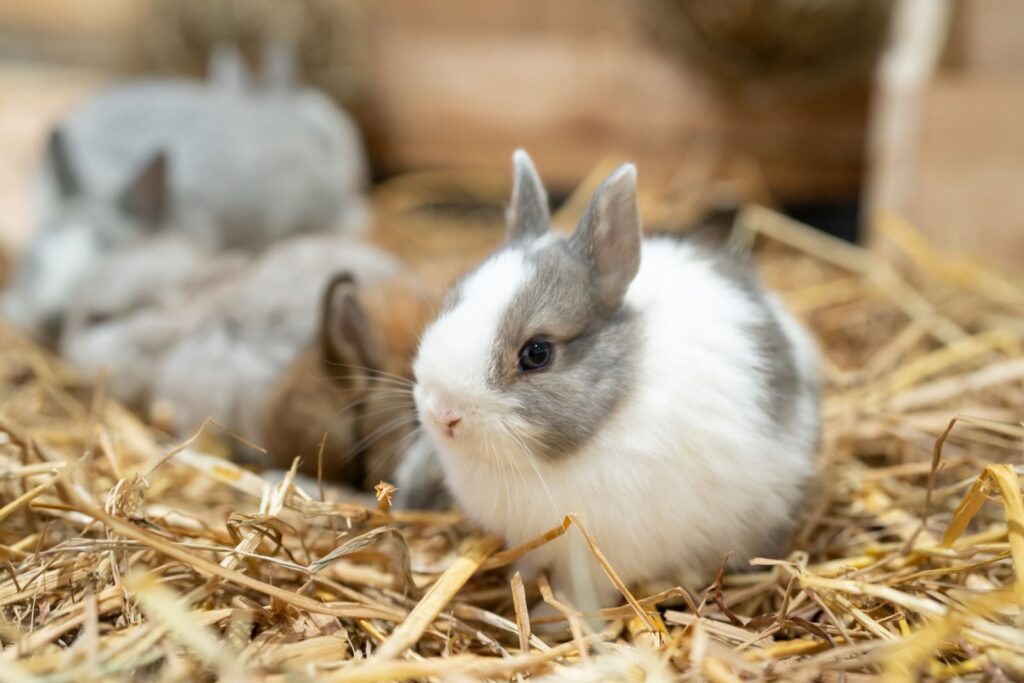 lapins nains de couleur