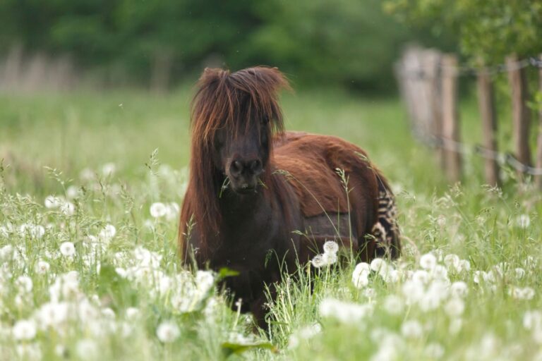 maladie de cushing cheval