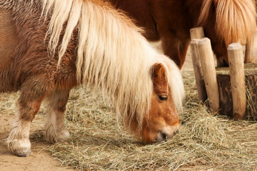 taux de cortisol élevé cheval