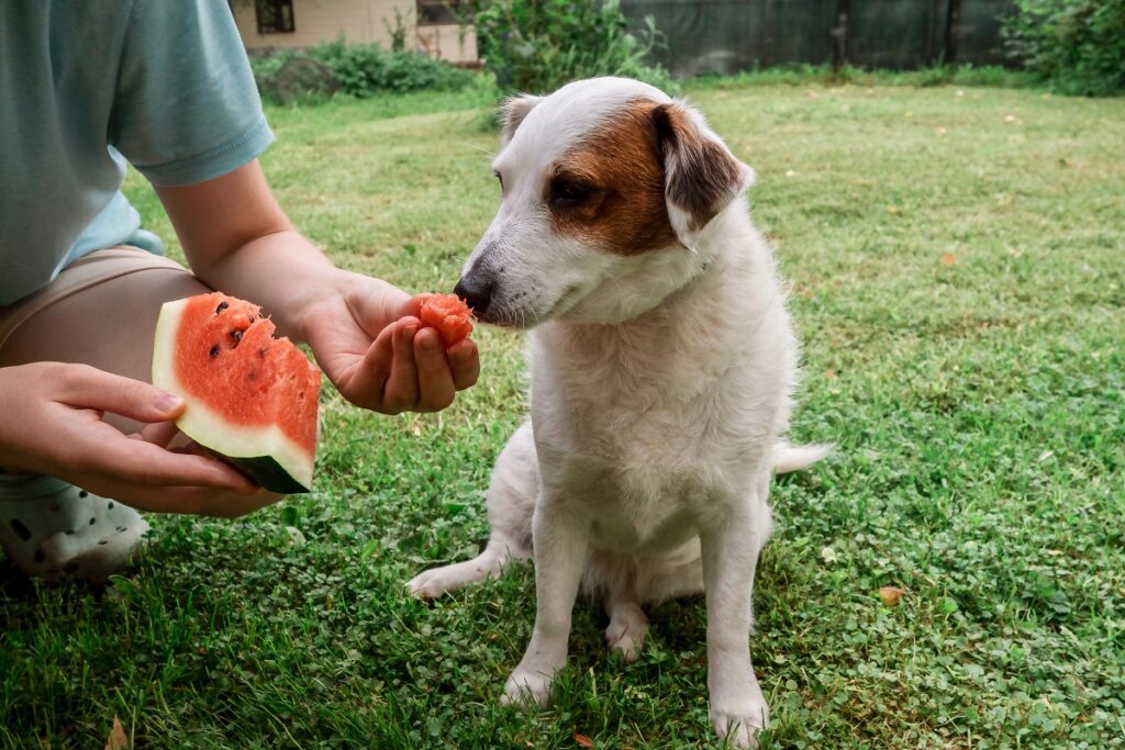 pastèque pour chien