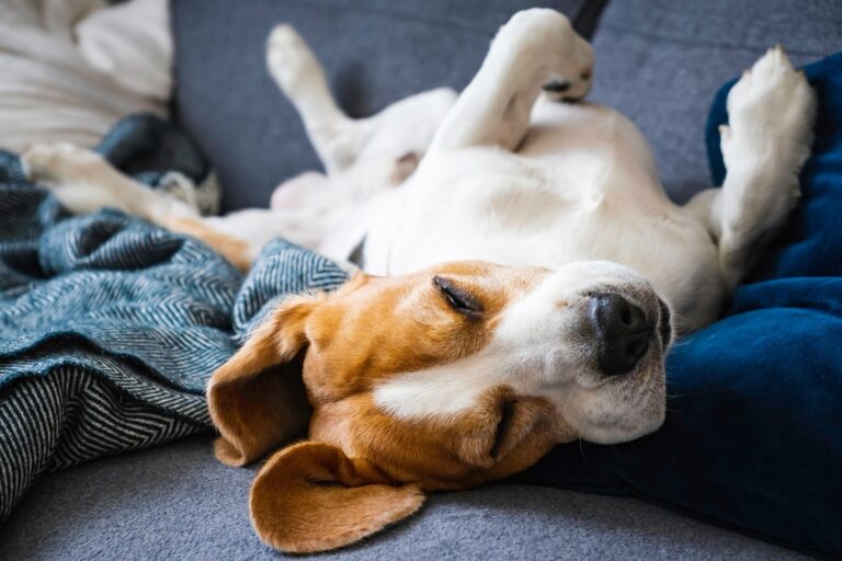 position d'un chien qui dort signification