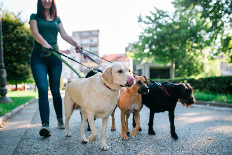 devenir promeneur de chien