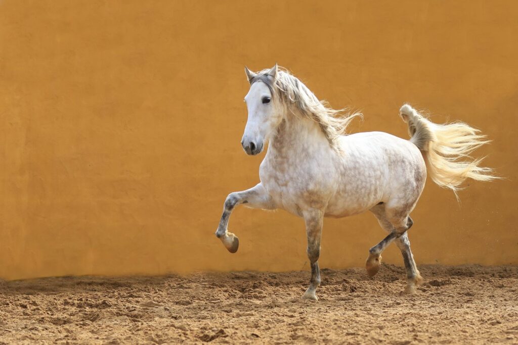 cheval andalou gris