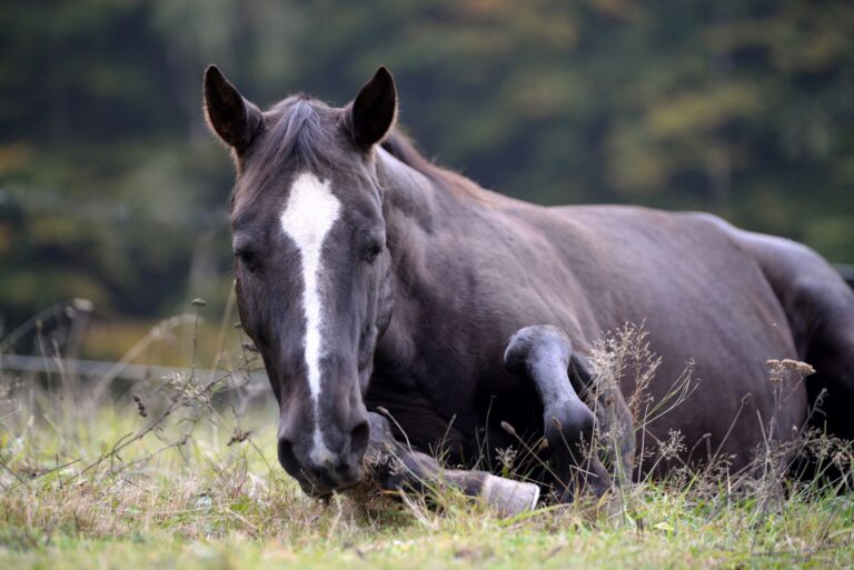 myosite cheval