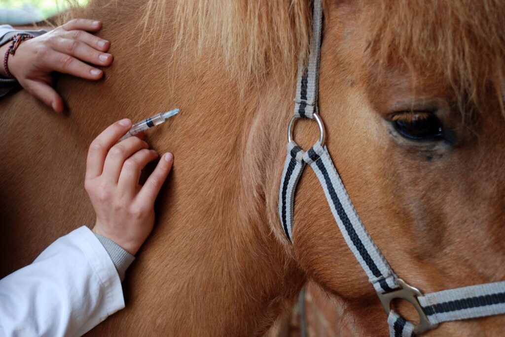 coup de sang cheval