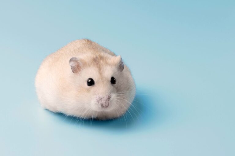 hamster nain blanc