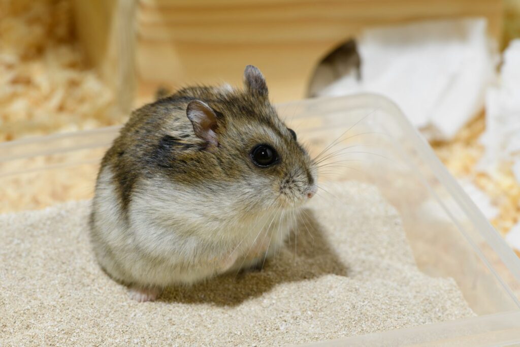 hamster nain