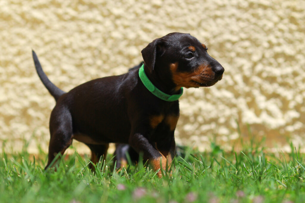 manchester toy terrier