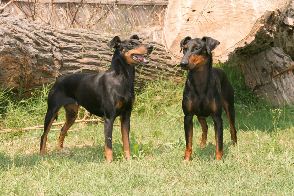 terrier de manchester