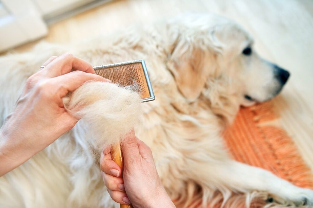 période de mue chien