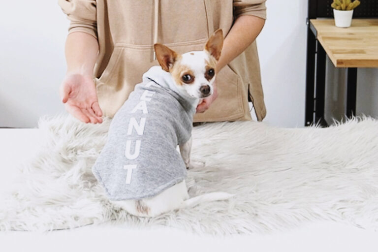 pull pour chien