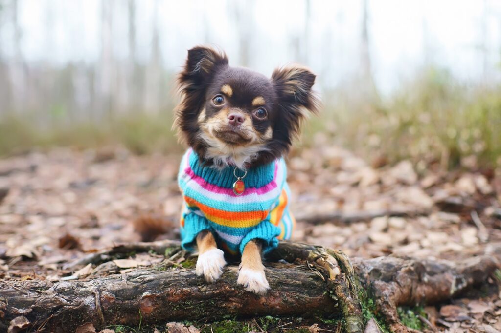 fabriquer un pull pour son chien