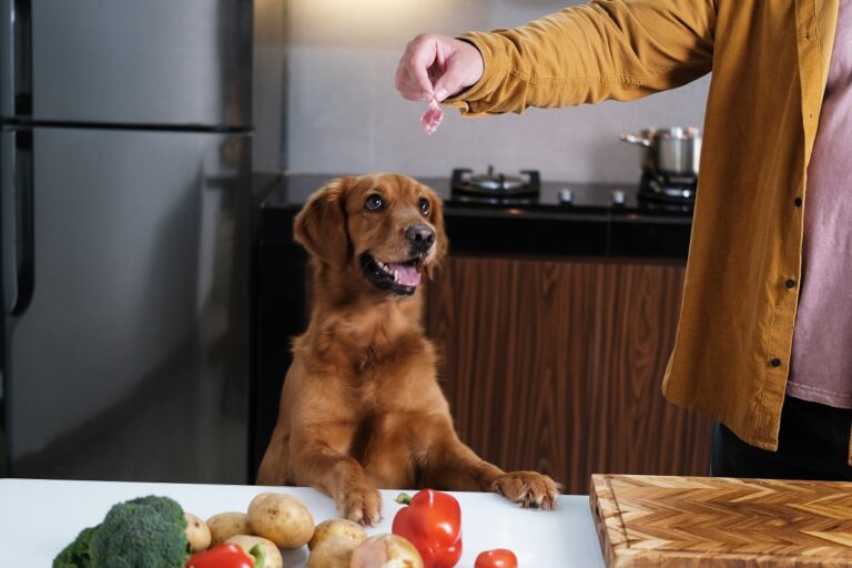 faire la nourriture de son chien