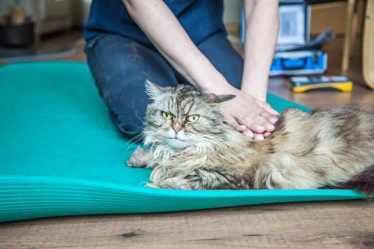 kiné pour chat