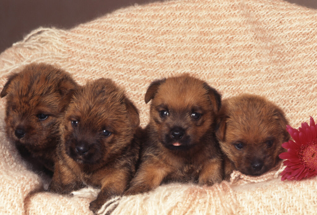 norfolk terrier chien