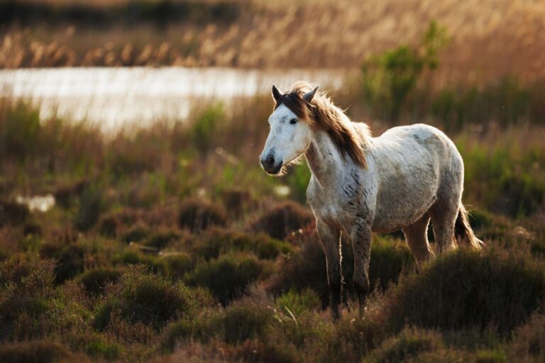 cheval camargue